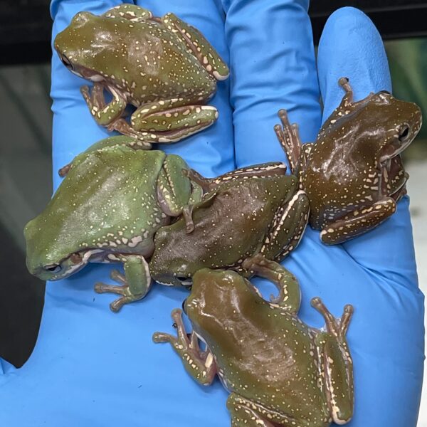Snowflake Whites Tree Frogs for sale