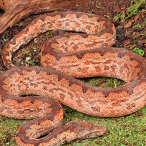 Solomon Island Ground Boa for sale.