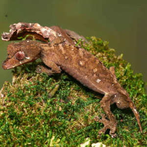 Spearpoint Leaf-Tailed Gecko for sale