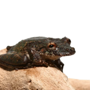 Spix’s Snouted Tree Frog for sale