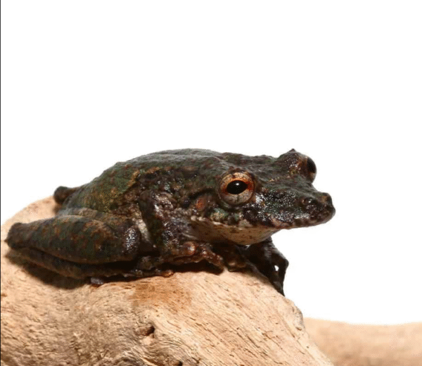 Spix’s Snouted Tree Frog for sale