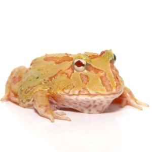 Spot Patternless Albino Pacman Frog for sale