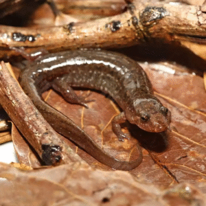 Spotted Dusky Salamander for sale.