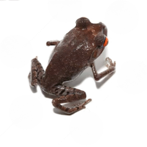 Spotted Litter Frog for sale