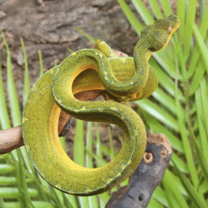 Stripe Mite Phase Green Tree Python for sale