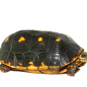 Sub-Adult Redfoot Tortoise available for sale
