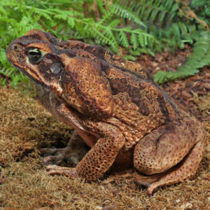 Suriname Giant Marine Toad for sale