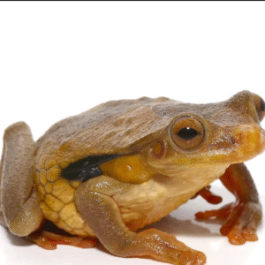 Suriname Golden Eye Tree Frog for sale