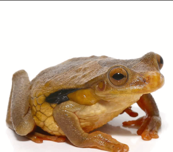 Suriname Golden Eye Tree Frog for sale