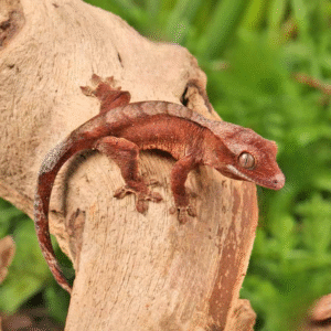 Tiger Harlequin Crested Gecko for sale