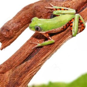 Tigerleg Monkey Tree Frog for sale