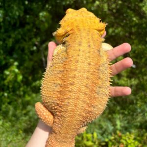 Translucent Citrus Bearded Dragon Male for sale