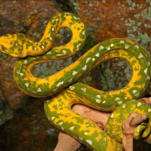 “Two Face” Biak Green Tree Python