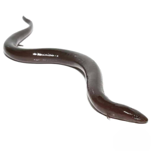 Two Toed Amphiuma for sale.