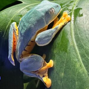 USCB Sylvia’s Tree Frogs available for sale