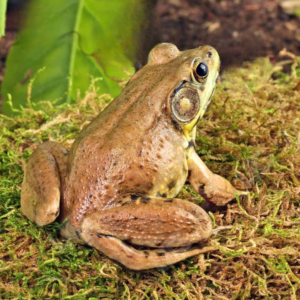 We have Bronze Frog for sale