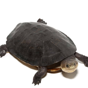 We have Gibba Gibba Turtle available for sale