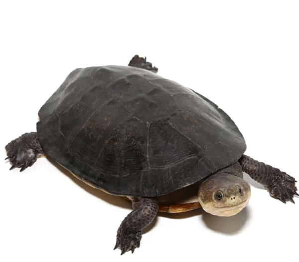 We have Gibba Gibba Turtle available for sale
