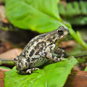 We have Marbled Toad for sale.