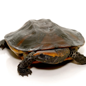 We have Twistneck Turtle available for sale