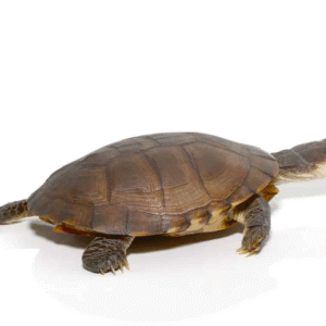 West African Helmeted Turtle available for sale