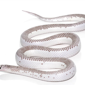 White Side Axanthic Florida Kingsnake for sale