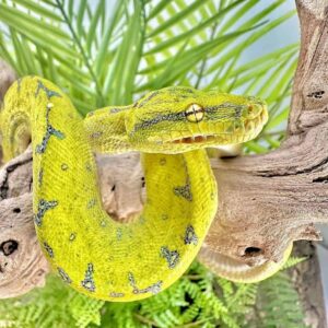 Yearling Male Manokwari Green Tree Python for sale