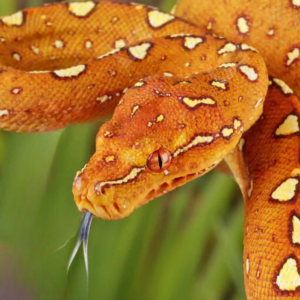 Yearling Orange Biak Green Tree Python for sale