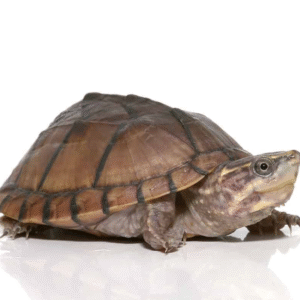 Yearling Pastel Musk Turtle available for sale