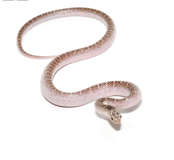 Yearling White Sided Florida Kingsnake for sale