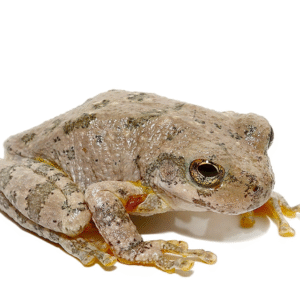 Canyon Tree Frog for sale