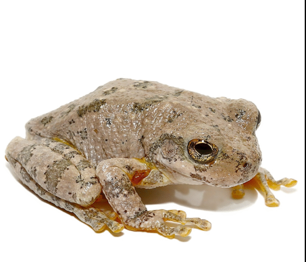 Canyon Tree Frog for sale