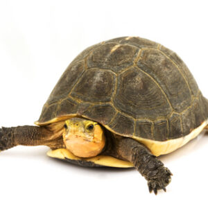 Chinese Box Turtle for Sale