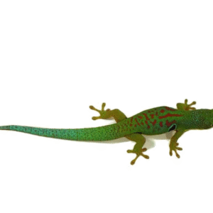 WE HAVE PEACOCK DAY GECKOS FOR SALE