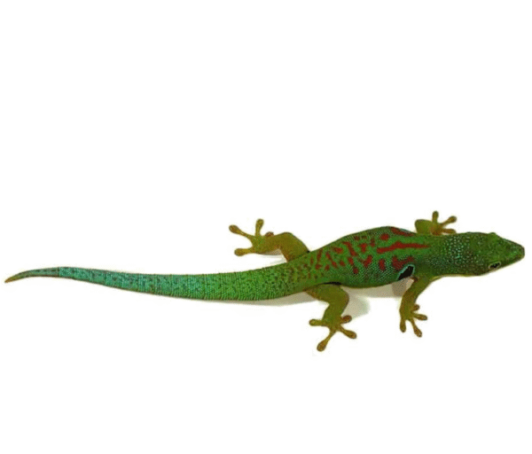 WE HAVE PEACOCK DAY GECKOS FOR SALE