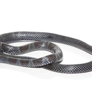 we have African Garter Snake for sale