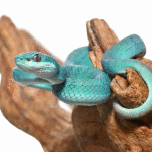 we have Blue Komodo Island Pit Viper for sale