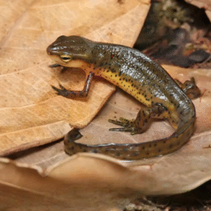 we have Eastern Newt for sale.