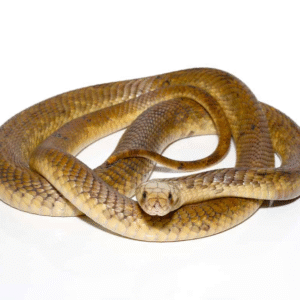 we have Egyptian Cobra Pair available for sale