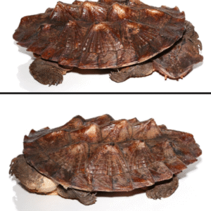 we have Mata Mata Turtle available for sale
