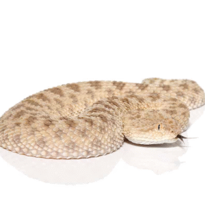 we have Saharan Sand Viper available for sale