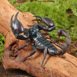 Asian Forest Scorpion for sale.