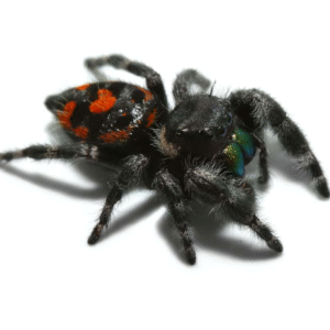 Bryentae Phase Bold Jumping Spider for sale