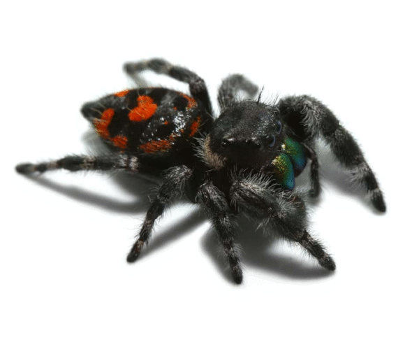Bryentae Phase Bold Jumping Spider for sale