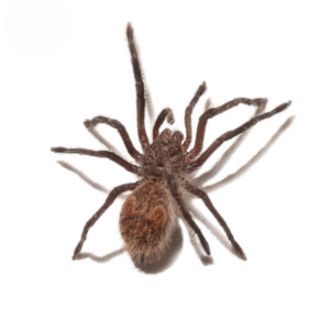 Chilean Copper Tarantula for sale