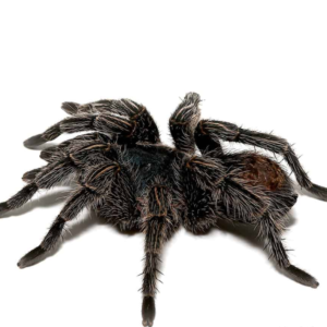 Cobalt Red Rump Tarantula for sale