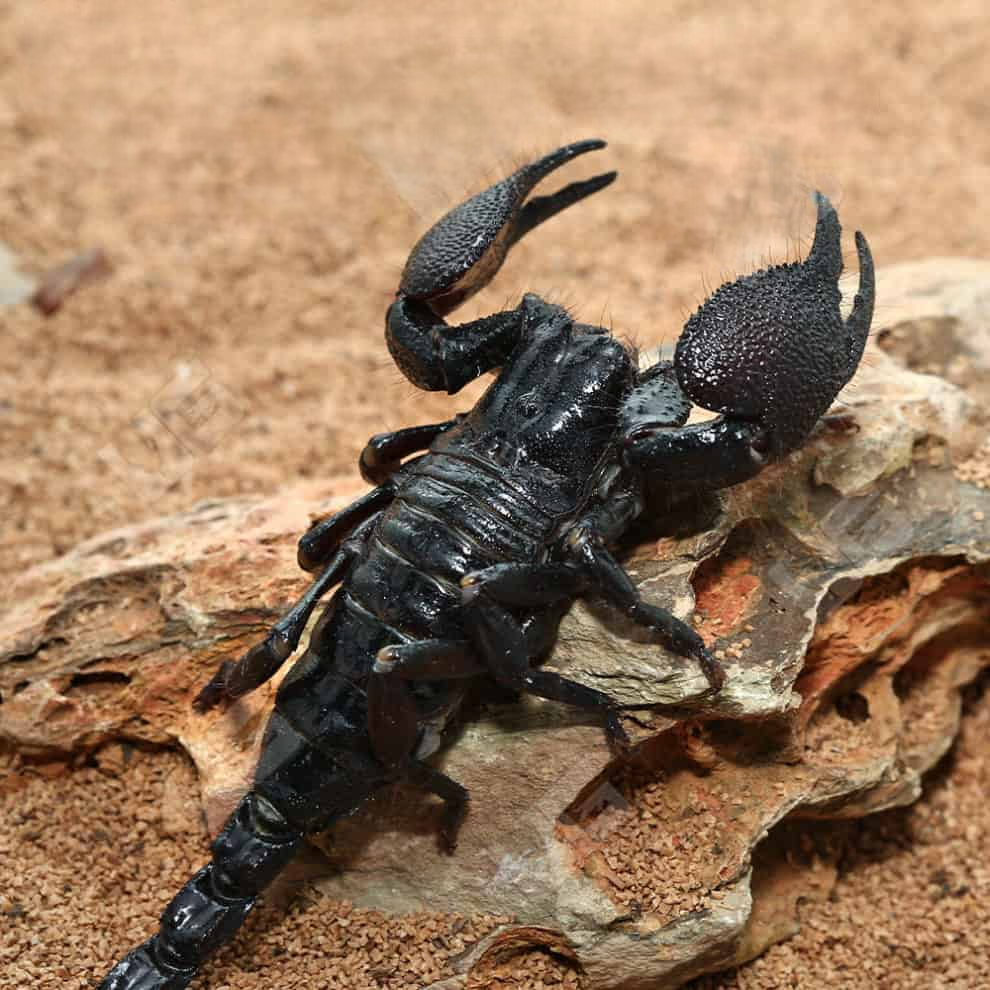 Emperor Scorpion for sale.