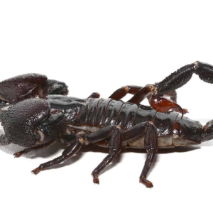 Female Emperor Scorpion for sale