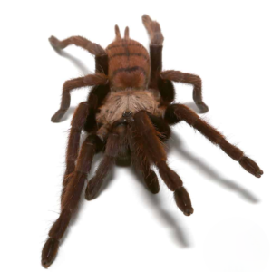 Female Indian Violet Tarantula for sale