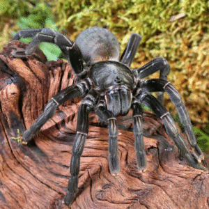 Female Thai Black Tarantula for sale